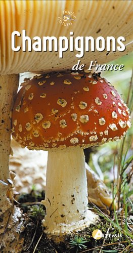 Champignons - Image 2