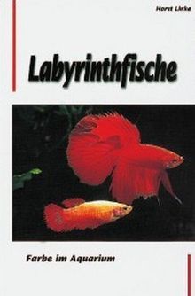 Labyrinthfische. Farbe im Aquarium