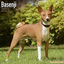 Basenjis - Kongo-Terrier 2021 - 16-Monatskalender: Original Avonside-Kalender [Mehrsprachig] [Kalender] (Wall-Kalender)