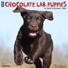 Just Chocolate Lab Puppies 2021 Calendar