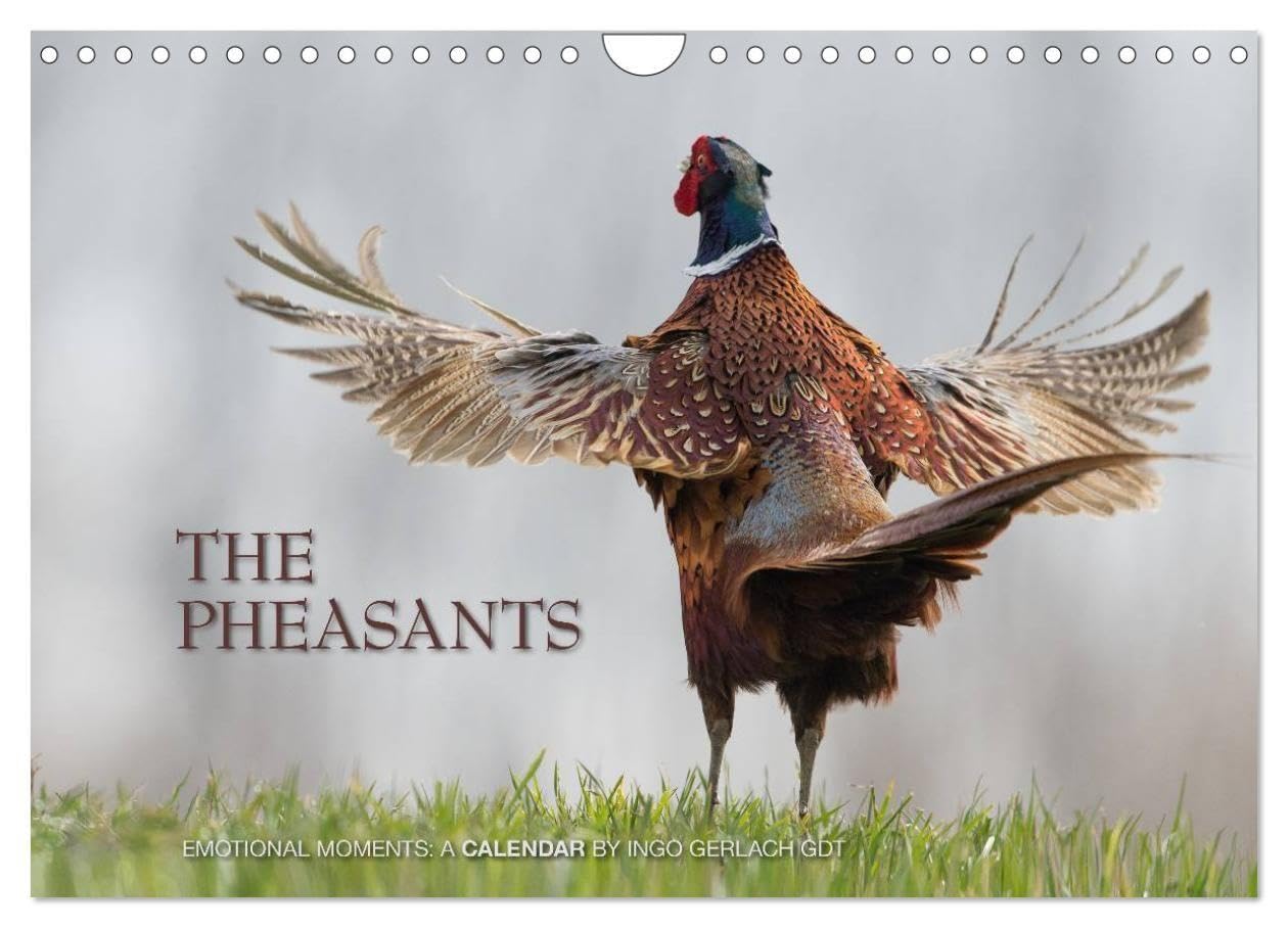 Emotional Moments: The pheasants. UK-Version (Wall Calendar 2027 DIN A4 landscape), CALVENDO 12 Month Wall Calendar