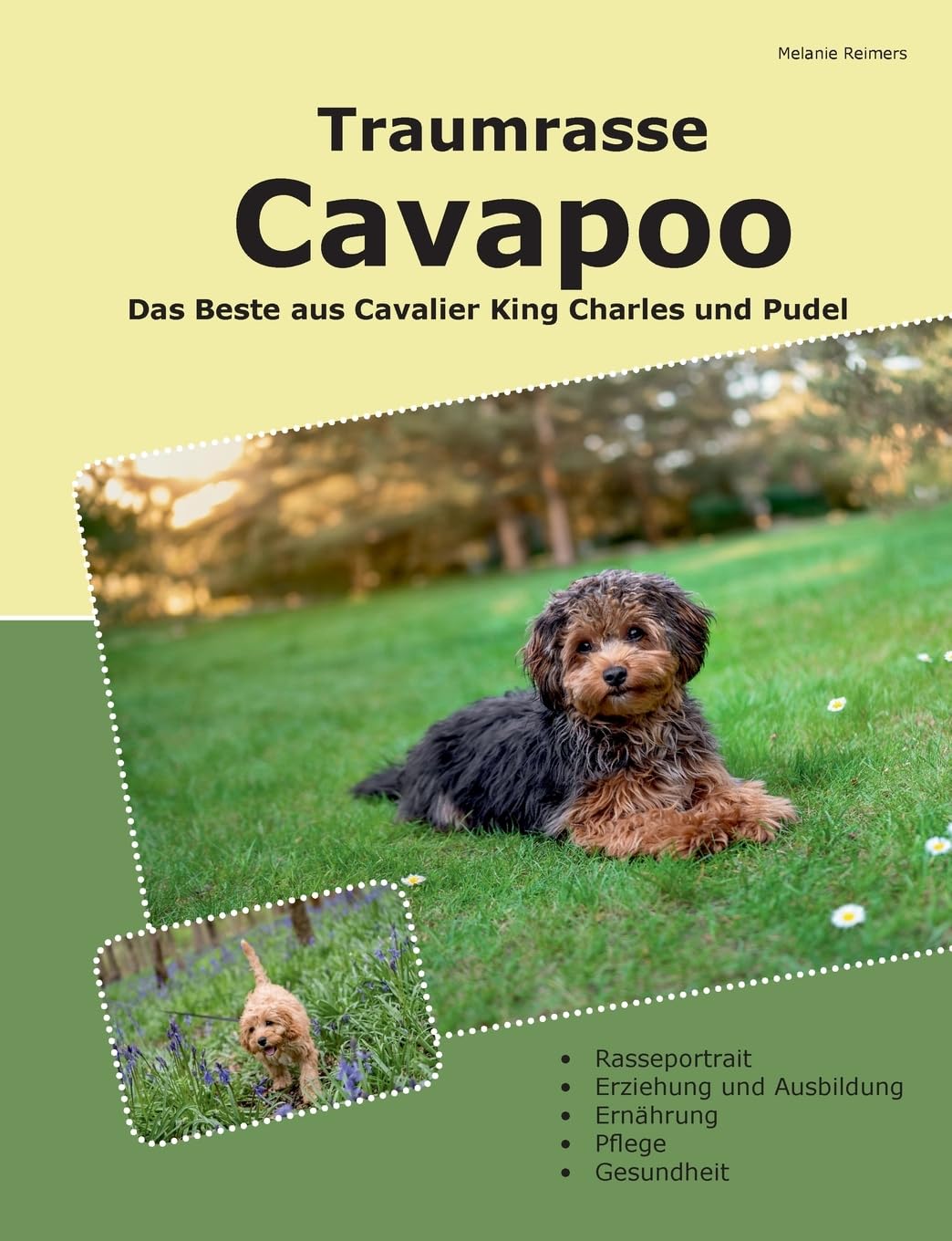 Traumrasse Cavapoo: Das Beste aus Cavalier King Charles Spaniel und Pudel