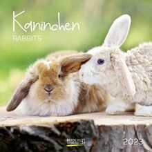 Kaninchen 2023: Broschürenkalender mit Ferienterminen. Format: 30 x 30 cm