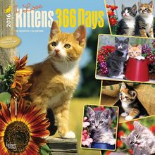 I Love Kittens 365 Days 2016 Calendar