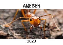 Ameisen: Kalender 2023