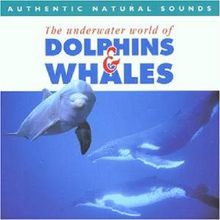 Dolphins & Whales