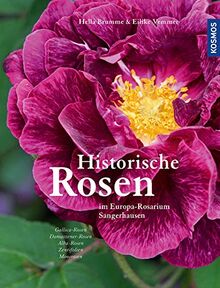 Historische Rosen: im Europa-Rosarium Sangerhausen