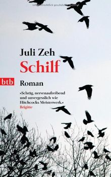 Schilf: Roman