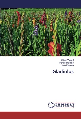 Gladiolus