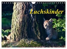 Luchskinder (Wandkalender 2023 DIN A4 quer), Calvendo Monatskalender