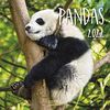 Pandas 2022: Broschürenkalender mit Ferienterminen. Panda-Kalender. Format: 30 x 30 cm