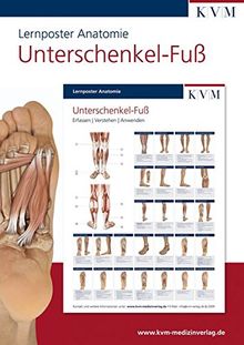 Lernposter Anatomie. Unterschenkel - Fuß | Buch | Zustand sehr gut