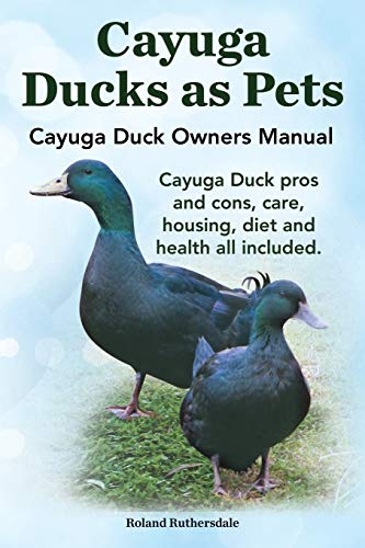 Robert Ruthersdale Cayuga Ducks As Pets. Cayuga Duck Owners Manual. Cayuga Duck Pros And Cons, Care, Housing, Diet And Health All Included.