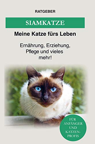 Siamkatze: Ernährung, Erziehung, Pflege und vieles mehr über die Siam Katze!