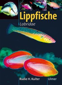 Lippfische - Familie Labridae. Marine Fischfamilien