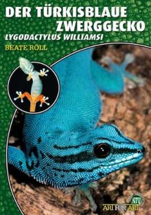 Art für Art: Der Türkisblaue Zwerggecko: Lygodactylus williamsi