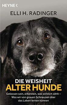 Die Weisheit alter Hunde: Gelassen sein, erkennen, was wirklich zählt – Was wir von grauen Schnauzen über das Leben lernen können