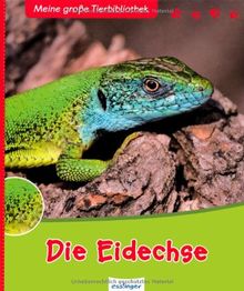 Die Eidechse