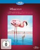 Das Geheimnis der Flamingos [Blu-ray]
