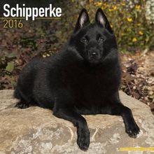 Schipperke Calendar 2016