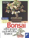 Bonsai selbst gezogen aus heimischen Bäumen