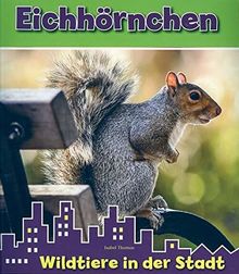 Eichhörnchen - Wildtiere in der Stadt