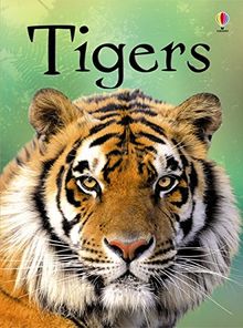 Beginners: Tigers