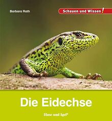 Die Eidechse: Schauen und Wissen!