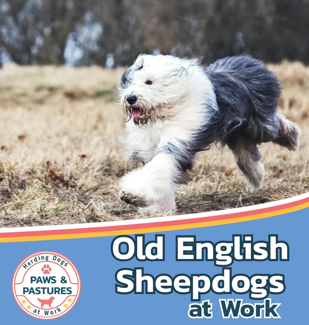 Old English Sheepdogs at Work (Paws and Pastures: Herding Dogs at Work, Band 4)