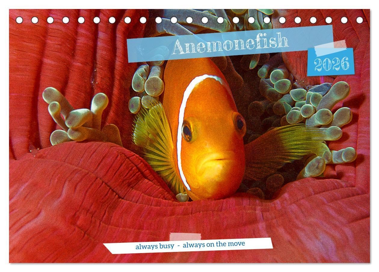 Anemonefish - always busy - always on the move (Desk Calendar 2026 DIN A5 landscape), CALVENDO 12 Month DeskCalendar: Clownfish - Always busy - Always in move